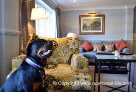 new forest dog friendly hotels and