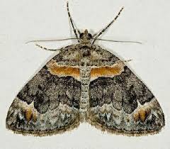 moth photographers group dysstroma
