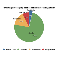 Feeding The Feral A Study On Feral Cats Environmental