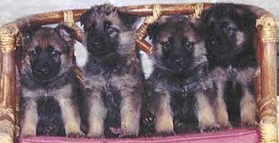 Don't panic if your young gsd puppy's ears are doing funky, wobbly things that don't quite fit into any of these puppy ear stages. Draggahaus German Shepherd Breeders Of Texas