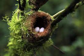 which bird lays the smallest egg