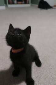 A comprehensive list of black cat names. Black Cats Are Often Adopted Last Kitten Finds Luck Before Halloween