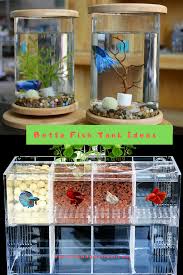 Driftwood comes in many shapes and sizes and can vary in colour too. Betta Fish Tank Ideas Betta Fish Tank Beta Fish Tank Diy Fish Tank