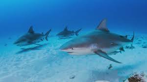 shark activity in maine