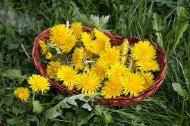 dandelion flower meaning and symbol of