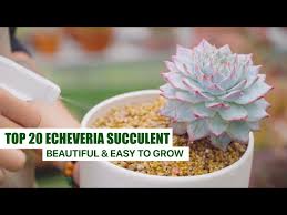 identify 20 echeveria succulent