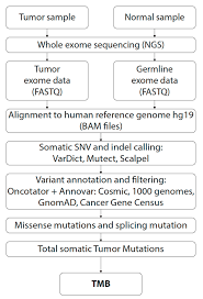 Final analysis there are three mutations you explored in this activity. Cancers Free Full Text Assessment Of Tumor Mutational Burden In Pediatric Tumors By Real Life Whole Exome Sequencing And In Silico Simulation Of Targeted Gene Panels How The Choice Of Method Could Affect