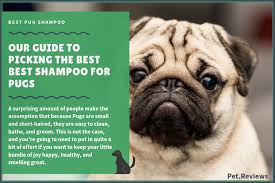 He is so adorable and the black on him is super sweet. 6 Best Dog Shampoos Conditioners For Pugs In 2021