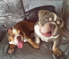 English bulldogs have a long history in the united kingdom, as they were, unfortunately, bred and used for dog fighting since the 13th century. Lilac And Tan British Bulldog Ukpets