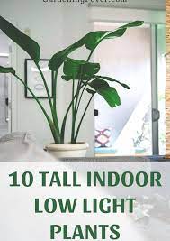 10 Tall Indoor Low Light Plants