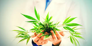 Cannabis Sativa With High Cbd