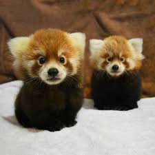 Red pandas are highly susceptible to numerous threats in their himalayan habitat including logging, illegal capture, and more. Type Of Pandas Baby Panda Images And Pictures The Cutest Animal In The World Red Panda Baby Red Panda Cute Baby Animals Funny