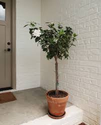 Make space in your garden a gardenia bush. How To Grow Care For Gardenias Amelia Styles A Lifestyle Blog