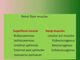 ppt pelvic floor muscles powerpoint