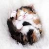 Pics of the cutest kittens that will melt your heart. 1