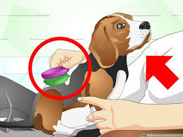 how to nurse a dog when it s sick 12