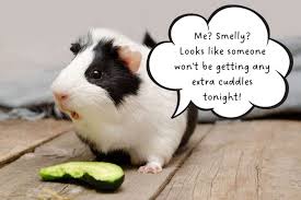 Do Guinea Pigs Smell 10 Simple Steps