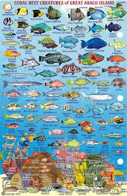 Great Abaco Island Fish Card Frankos Fabulous Maps Of