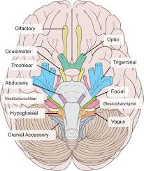 Cranial Nerves Boundless Anatomy And Physiology