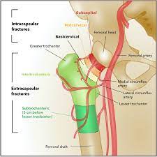 bony and vascular anatomy of the