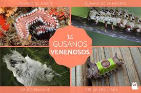 14 tipos de gusanos venenosos fotos