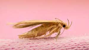 how to get rid of moths 9 ways to