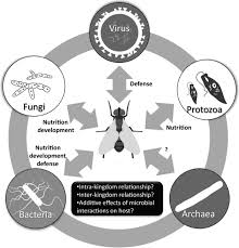 the microbiome of pest insects it is