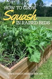 How To Grow Squash In A Raised Bed
