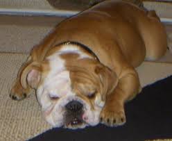 Bulldog Dog Breed Information And Pictures