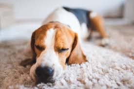 eliminate pet urine from your area rug