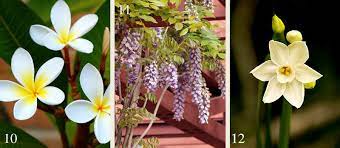 21 Plants For A Fragrant Garden