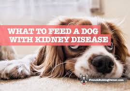 Maybe you would like to learn more about one of these? What To Feed A Dog With Kidney Disease Who Will Not Eat
