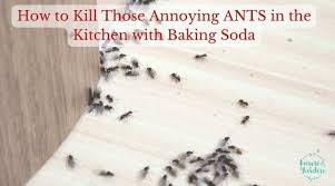 kill ants in the kitchen with baking