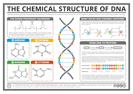 the chemical structure of dna the big