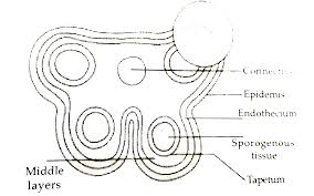It is the stalk of a flower. A Draw A Labelled Schematic Diagram Of The Transverse Section