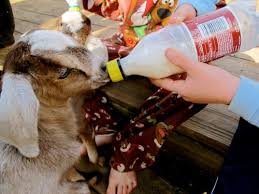 How To Bottle Feed A Goat