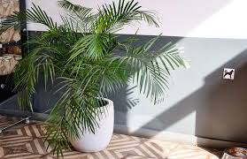 A Guide To Growing Palms In Pots