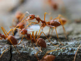 fire ant problem