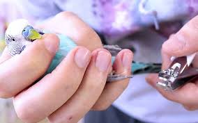 clip your budgie s nails safely