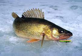 7 Best Ice Fishing Lures For Walleye