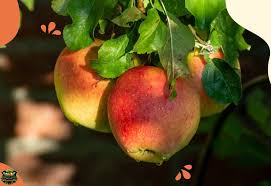 braeburn apples