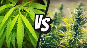Cbd flower is a legal product that's commonly smoked and vaped. Hemp Vs Marijuana Is There A Difference Articles Analytical Cannabis