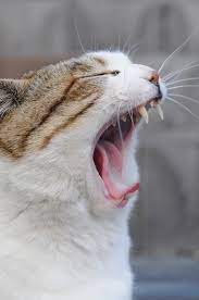 File:Tabby cat-yawning-01.jpg - Wikimedia Commons