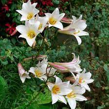 Free for commercial use no attribution required high quality images. 17 Types Of Lilies Favorite Perennial Flowers