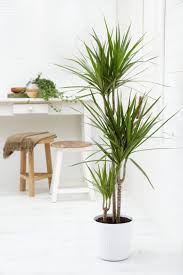 32 Beautiful Indoor House Plants That