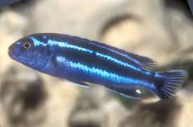Maingano Melanochromis Cyaneorhabdos Maingano Cichlid Fish