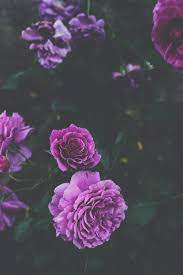 1000+ Purple Rose Pictures