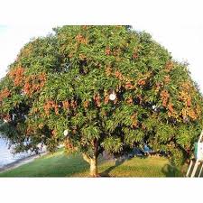 Natural Lychee Fruit Tree