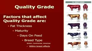 Lecture 18 Part 3 Live Cattle Quality Grade Evaluation Youtube