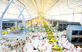 Agrited Essential Tips For Growing Excellent Broilers